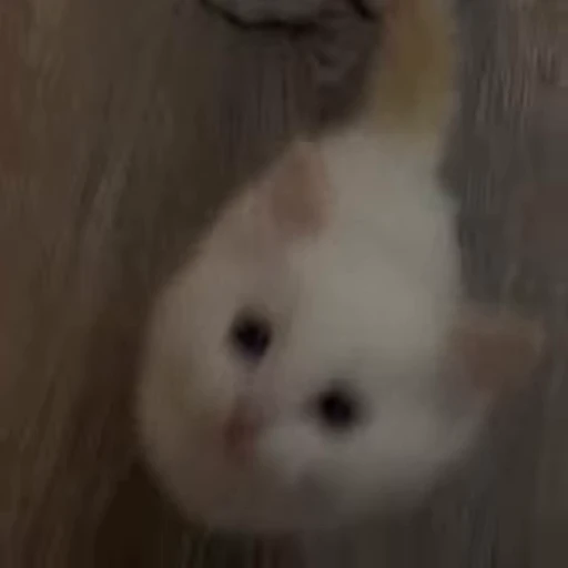 🥺 Стикер «kittens» для Telegram