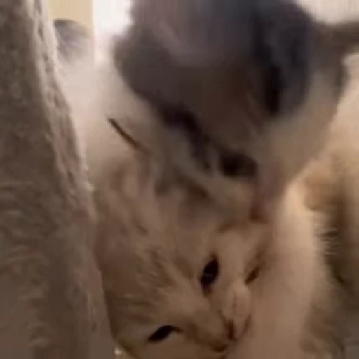 👹 Стикер «kittens» для Telegram