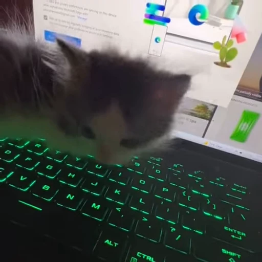 ⌨️ Стикер «kittens» для Telegram