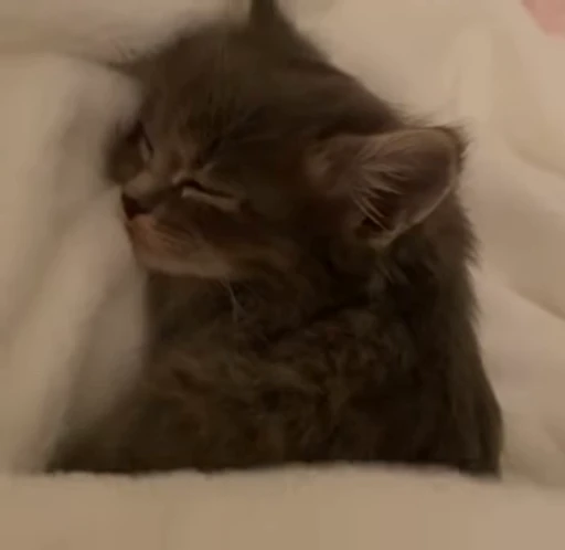 😽 Стикер «kittens» для Telegram
