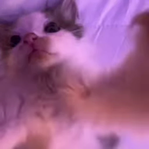 🫣 Стикер «kittens» для Telegram