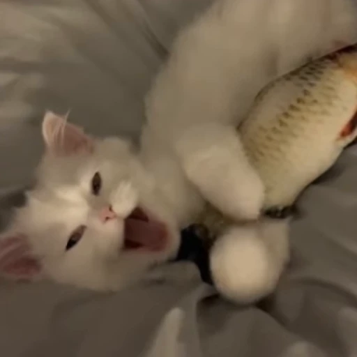 😚 Стикер «kittens» для Telegram