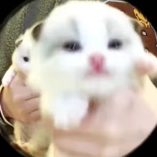 😵 Стикер «kittens» для Telegram