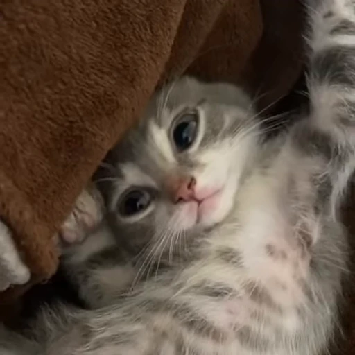 🙃 Стикер «kittens» для Telegram