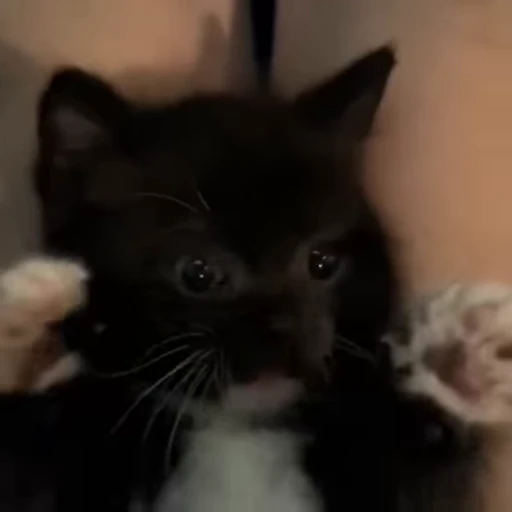 ☺️ Стикер «kittens» для Telegram