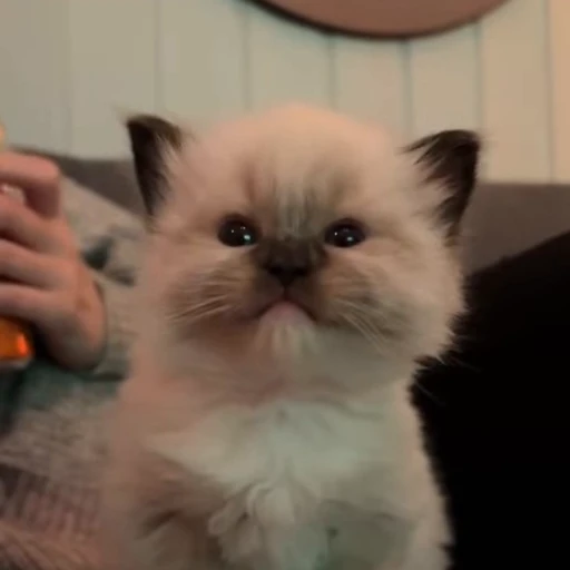 😠 Стикер «kittens» для Telegram