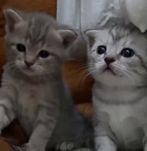 👬 Стикер «kittens» для Telegram