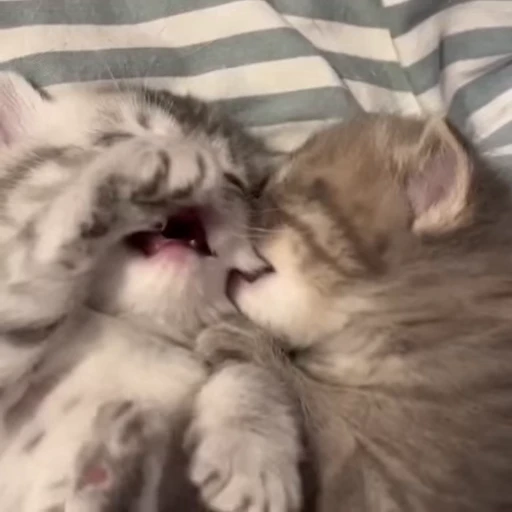 😘 Стикер «kittens» для Telegram