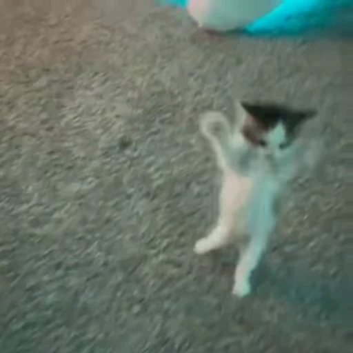 🥳 Стикер «kittens» для Telegram