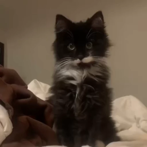 😮 Стикер «kittens» для Telegram