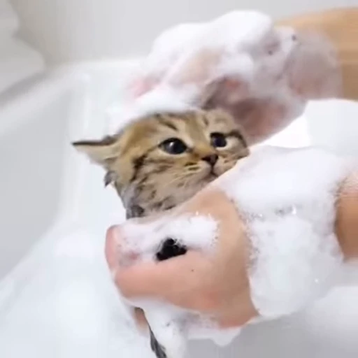 🛁 Стикер «kittens» для Telegram