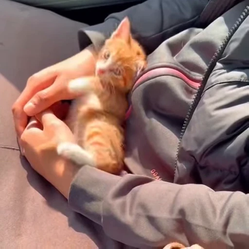 😴 Стикер «kittens» для Telegram