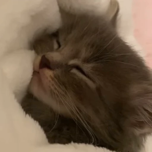 ☺️ Стикер «kittens» для Telegram