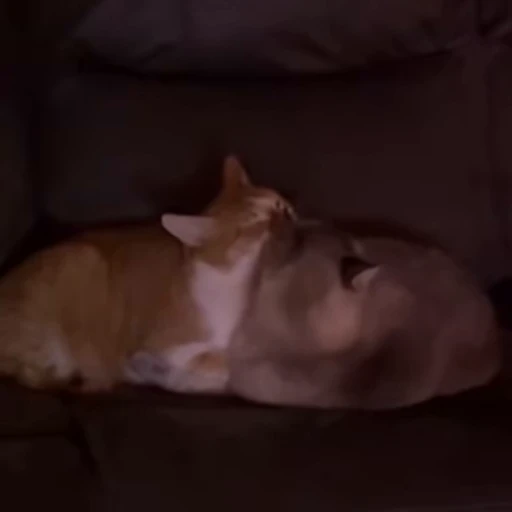 😋 Стикер «kittens» для Telegram