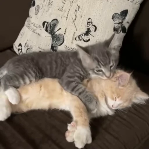 👹 Стикер «kittens» для Telegram