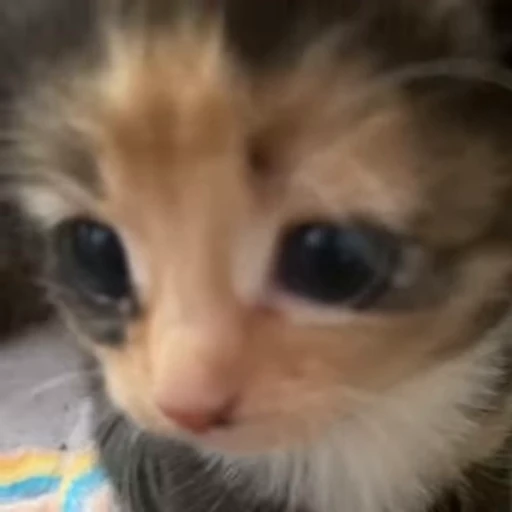 🥺 Стикер «kittens» для Telegram