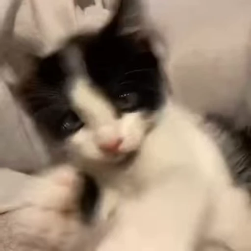 👹 Стикер «kittens» для Telegram