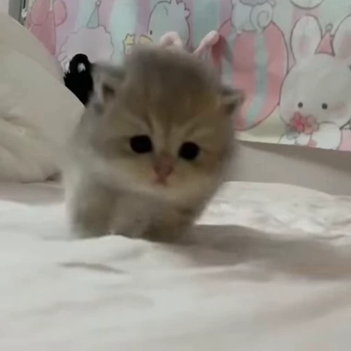 😑 Стикер «kittens» для Telegram