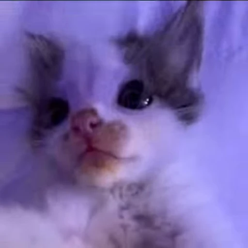 👀 Стикер «kittens» для Telegram