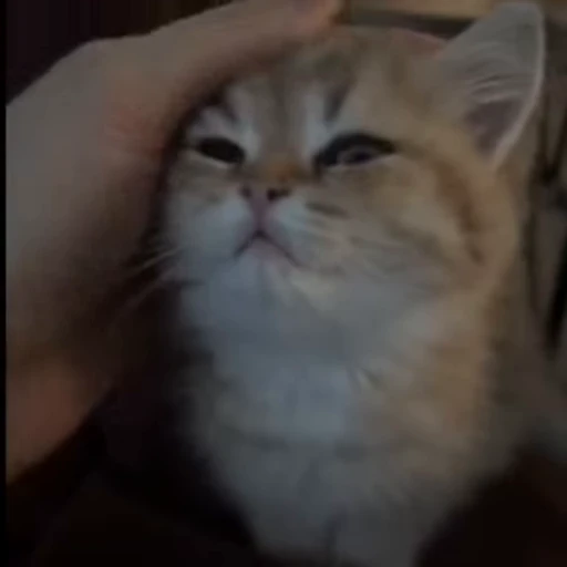 😐 Стикер «kittens» для Telegram