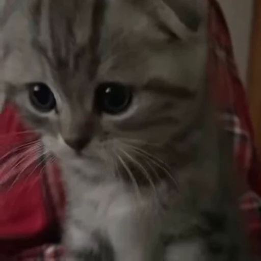 🐱 Стикер «kittens» для Telegram