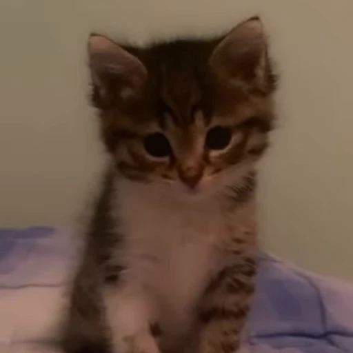 🐈‍⬛ Стикер «kittens» для Telegram