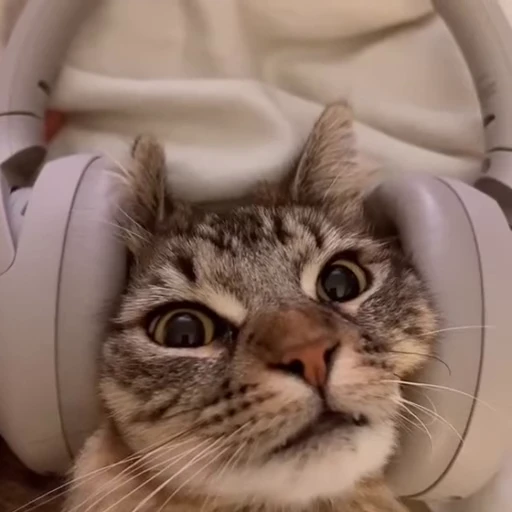 🎧 Стикер «kittens» для Telegram