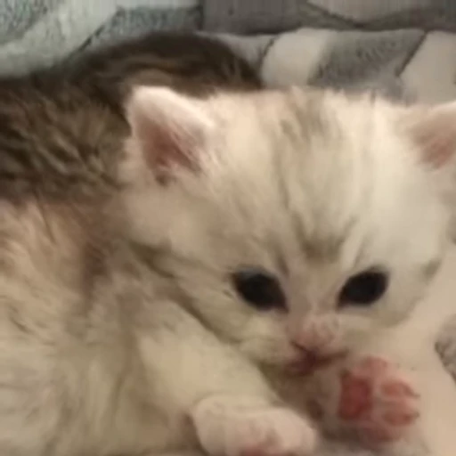 🐾 Стикер «kittens» для Telegram