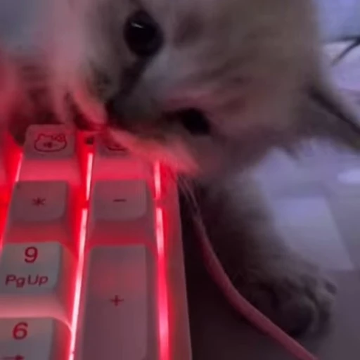 ⌨️ Стикер «kittens» для Telegram
