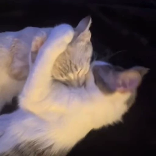 😛 Стикер «kittens» для Telegram