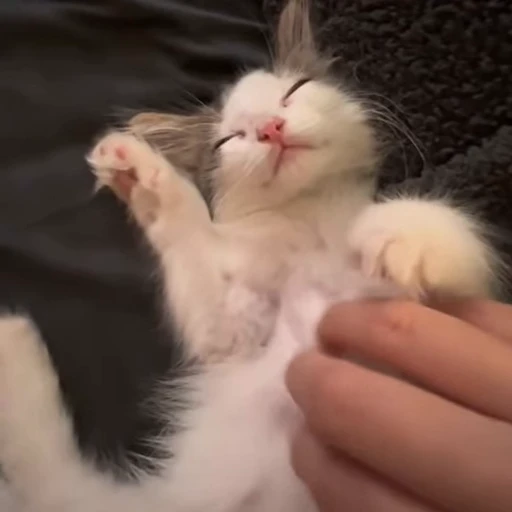 🤤 Стикер «kittens» для Telegram
