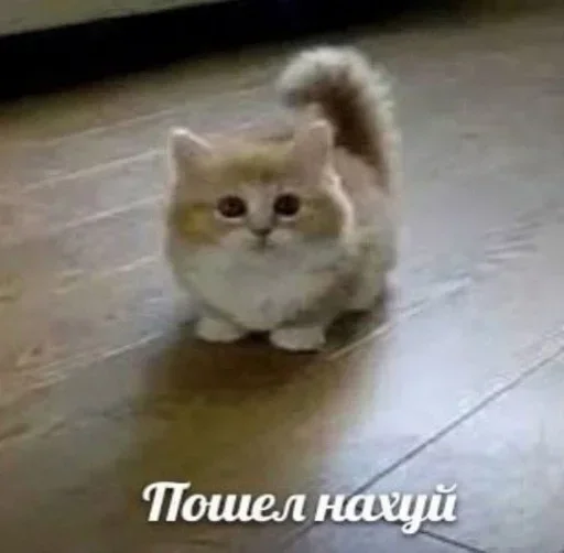🖕 Стикер «Kitties.exe» для Telegram