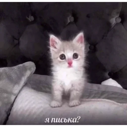 ❓ Стикер «Kitties.exe» для Telegram