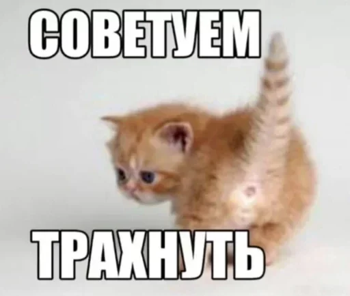 🔞 Стикер «Kitties.exe» для Telegram