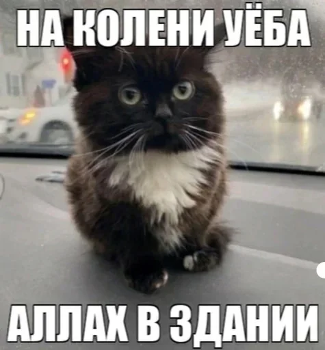 👑 Стикер «Kitties.exe» для Telegram