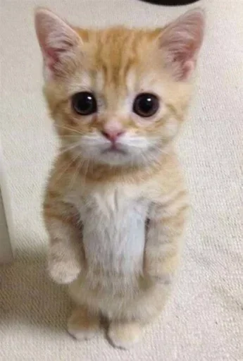 😐 Стикер «Kitties.exe» для Telegram