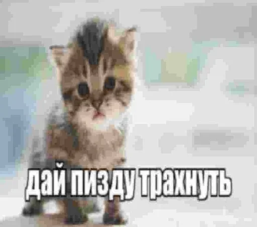 ❤️ Стикер «Kitties.exe» для Telegram