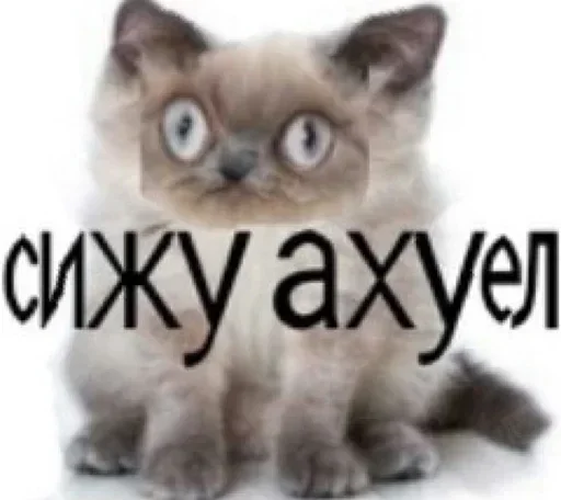 😱 Стикер «Kitties.exe» для Telegram