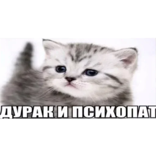 😈 Стикер «Kitties.exe» для Telegram
