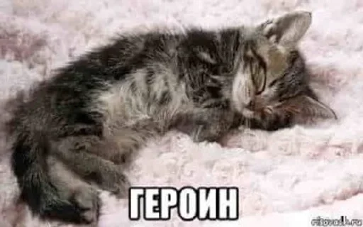 🫶 Стикер «Kitties.exe» для Telegram