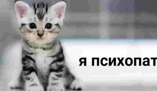 🥹 Стикер «Kitties.exe» для Telegram