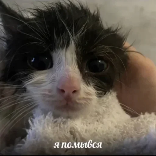 🛁 Стикер «Kitties.exe» для Telegram
