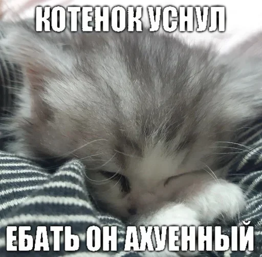 💤 Стикер «Kitties.exe» для Telegram