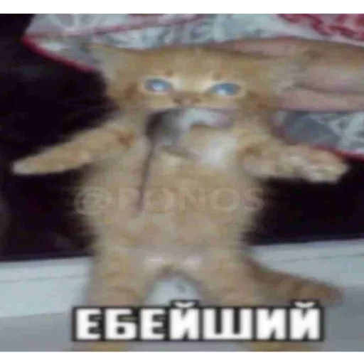 💪 Стикер «Kitties.exe» для Telegram