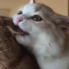 Стикер 14 больше ྀི