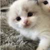 Стикер 17 больше ྀི