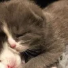 Стикер 37 больше ྀི