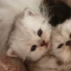 Стикер 38 больше ྀི