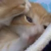 Стикер 11 больше ྀི
