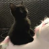 Стикер 59 больше ྀི
